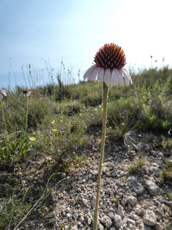 A single pinkish stem of Echinacea in bloom