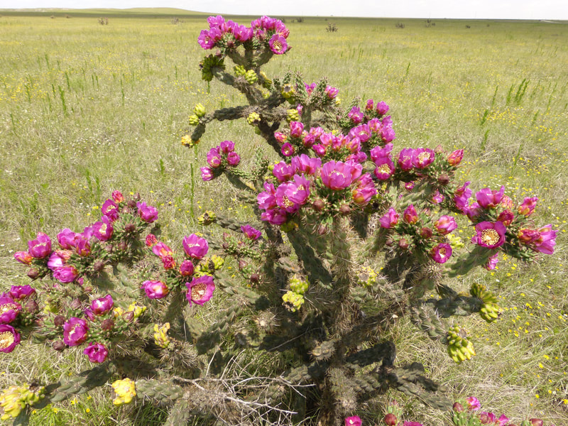 Image of cholla cactus in bloom with purple flowers