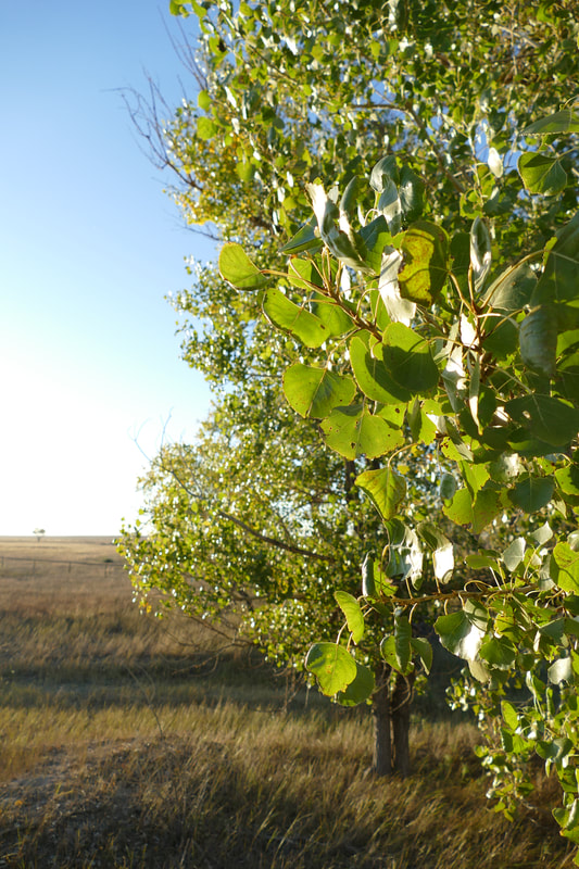 Side view of cottonwood trees
