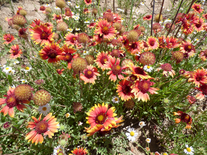 A field of yellow red Indian Blanket blooms