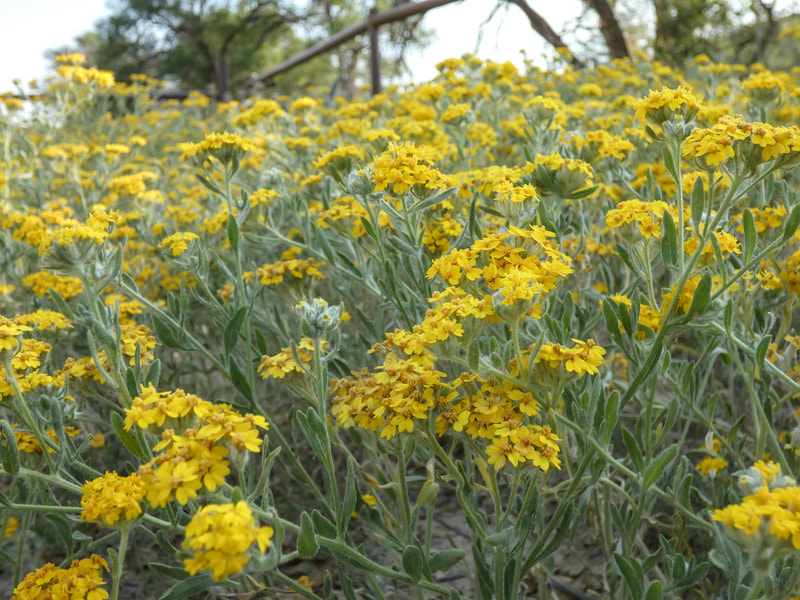 A field of yellow paperflowers in bloom. 