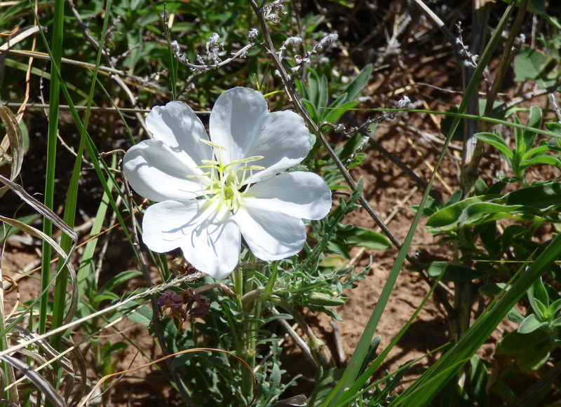 Single white bloom of Prairie Evening Primrose