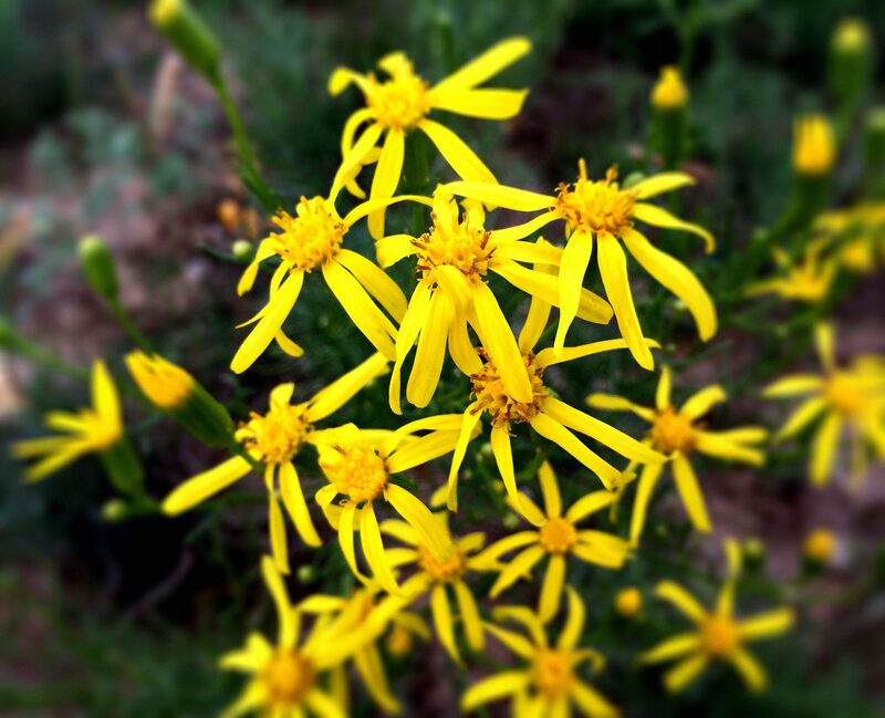 Yellow blooms of threadleaf 